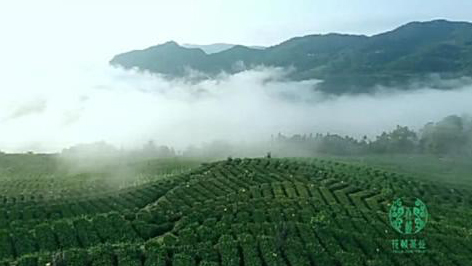 &ldquo;国家级生态农场&rdquo;花枝山茶业&mdash;&mdash;用品牌的力量，实现最初的梦想